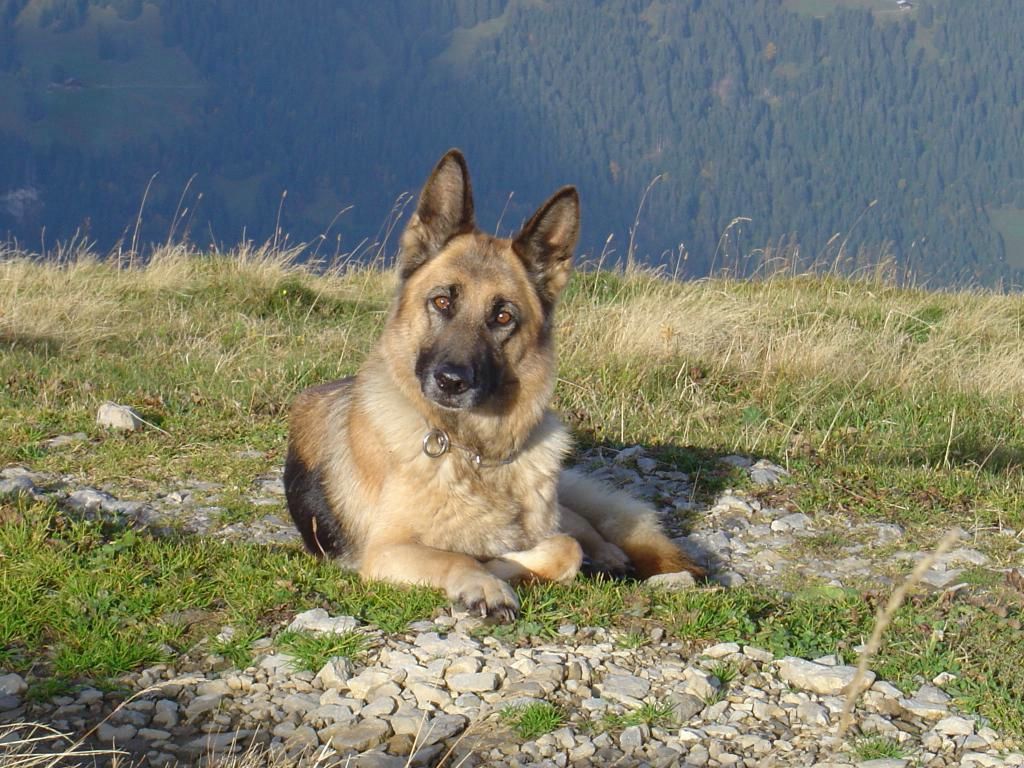 Berger Allemand fond ecran Berger Allemand