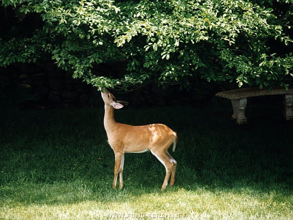 biche fond ecran biche