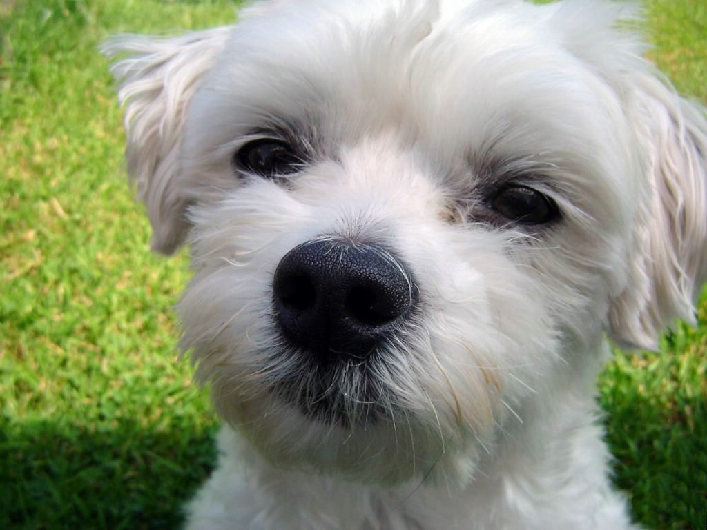 Bichon fond ecran Bichon