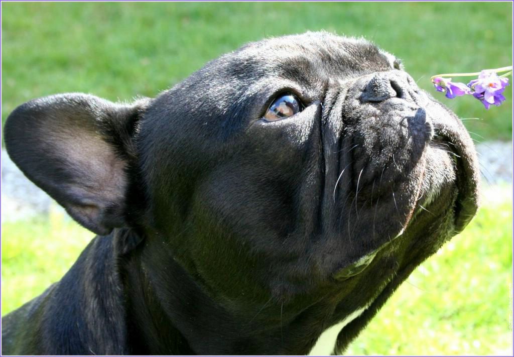 Bouledogue fond ecran Bouledogue
