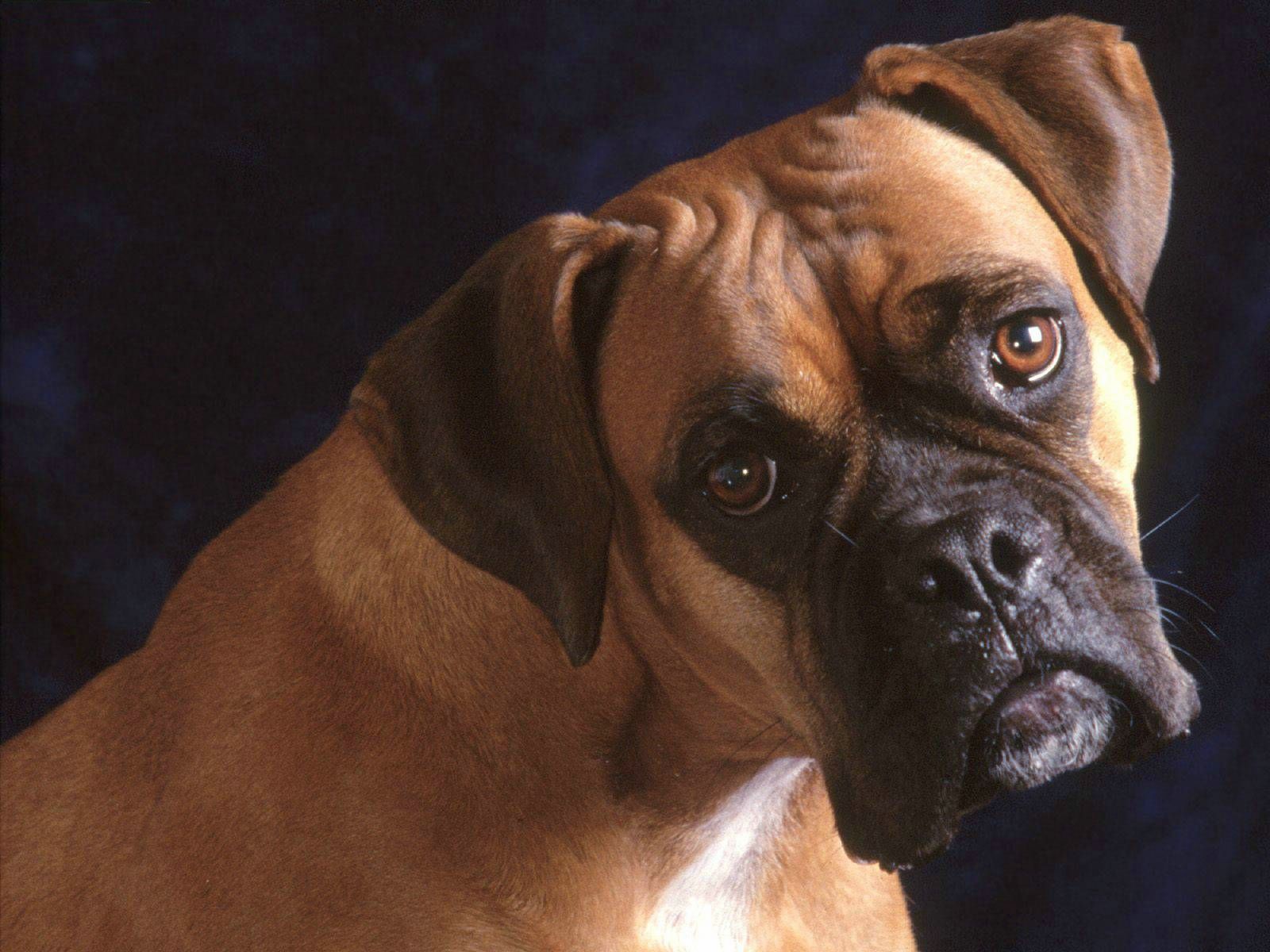 Boxer fond ecran Boxer