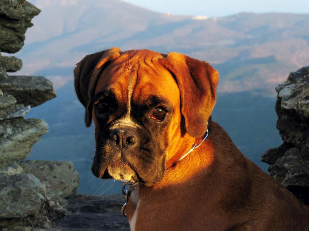 Boxer fond ecran Boxer