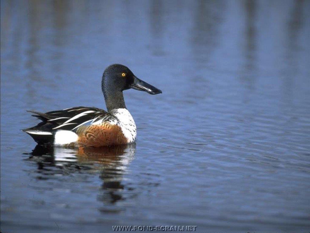 canard fond ecran canard