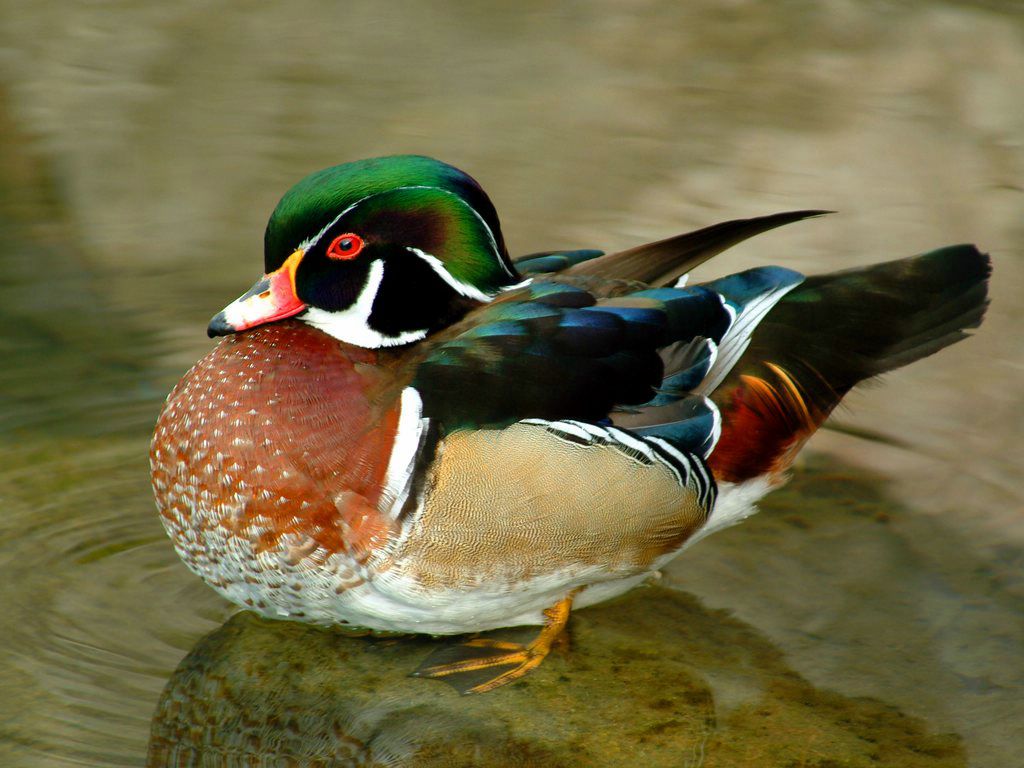 canard fond ecran canard
