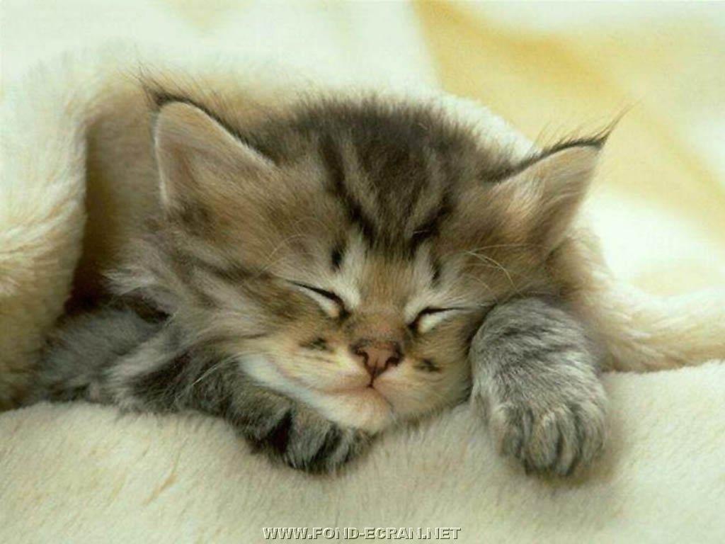 chatton fond ecran chatton