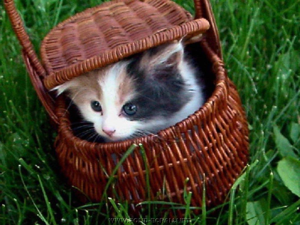 chatton fond ecran chatton