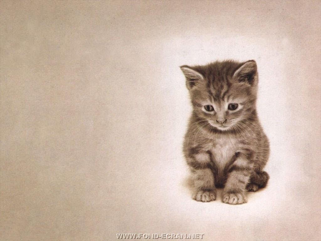 chatton fond ecran chatton