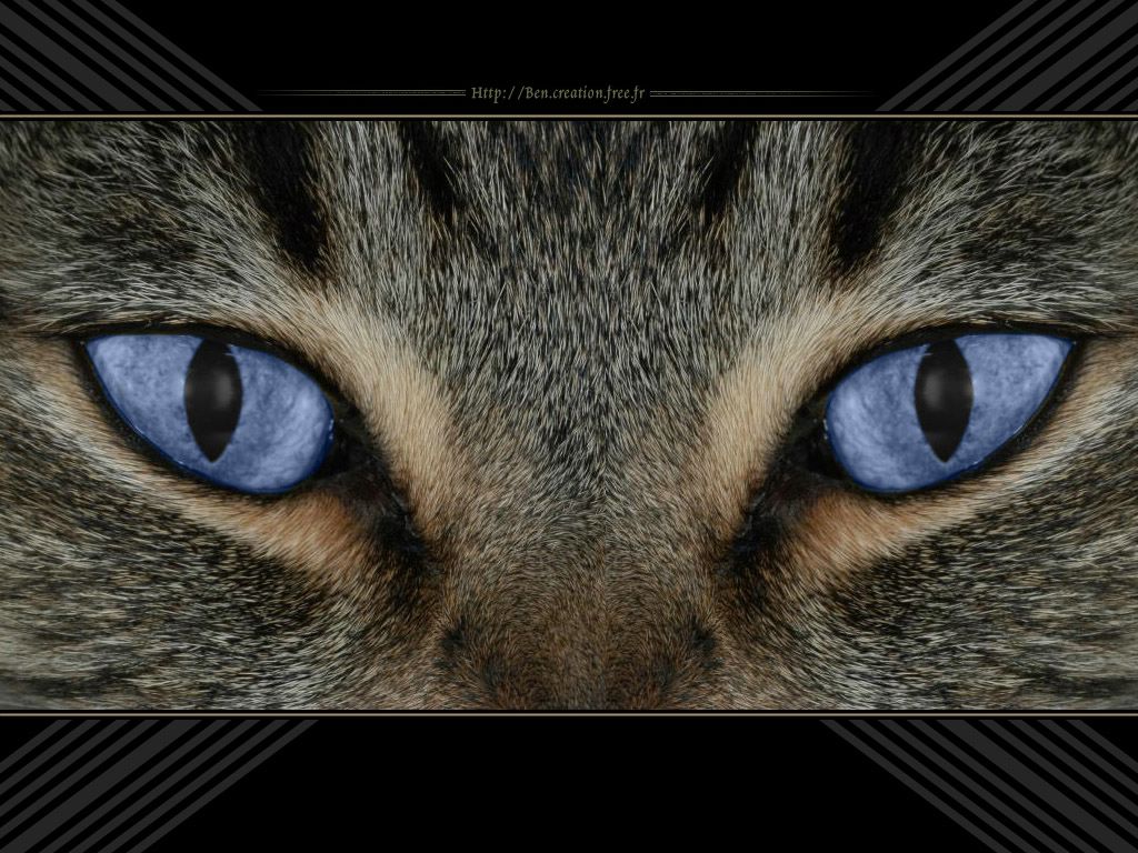 chat fond ecran chat
