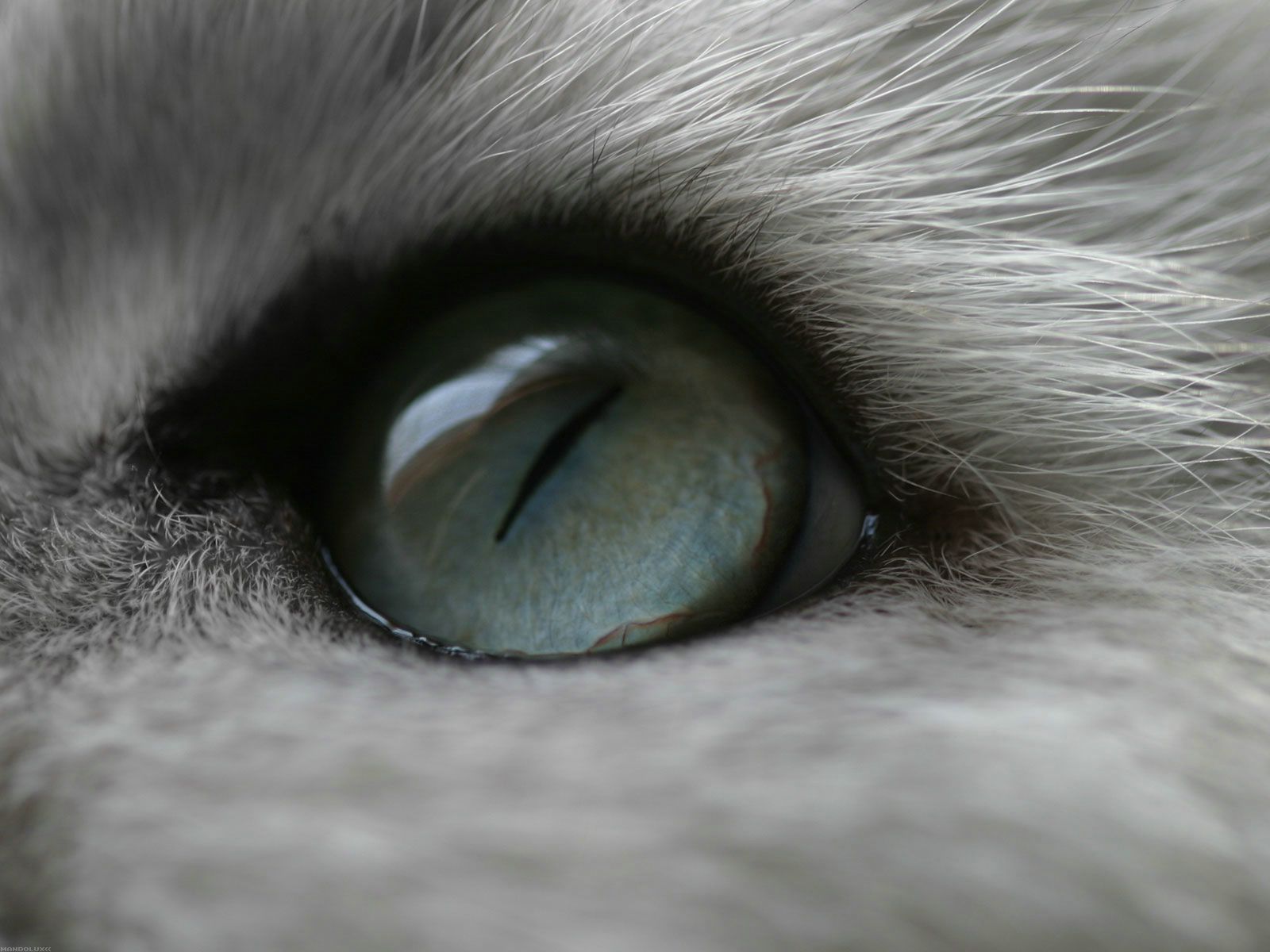 chat fond ecran chat