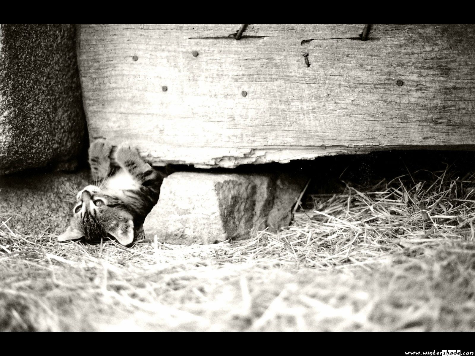 chatton fond ecran chatton