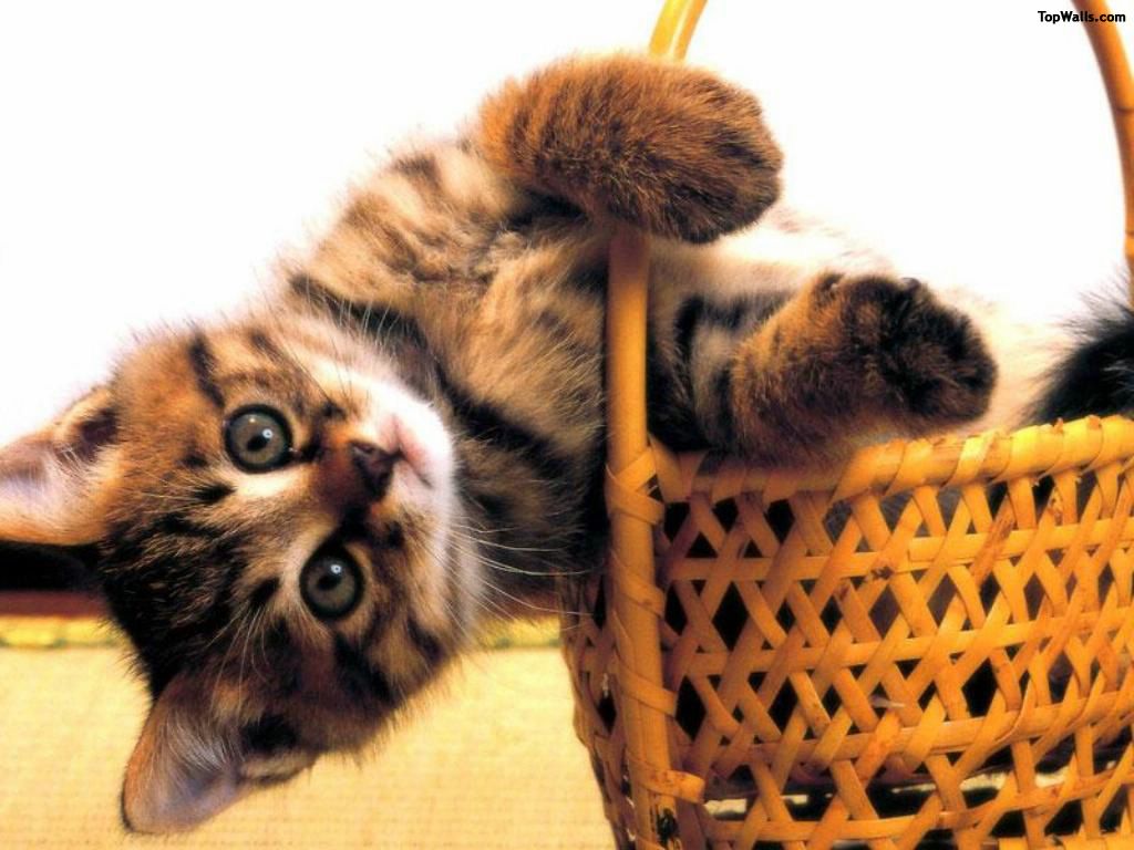 chatton fond ecran chatton