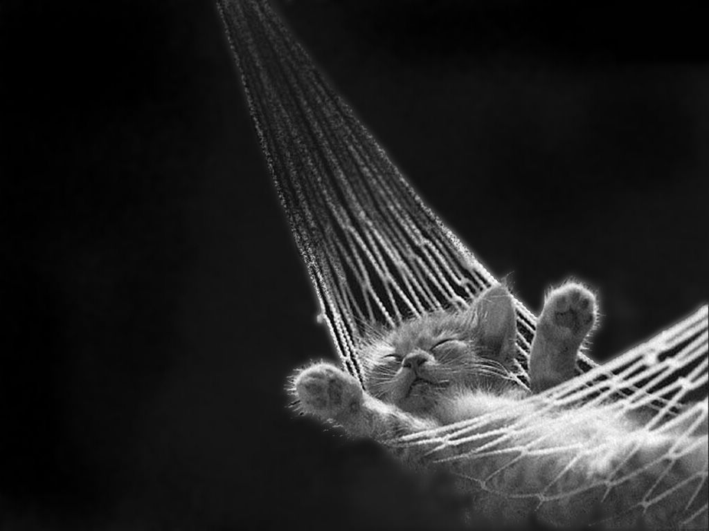 chatton fond ecran chatton