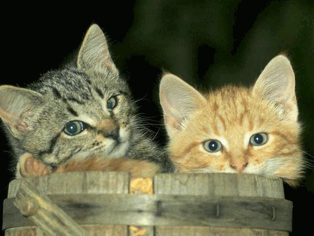 chattons fond ecran chattons