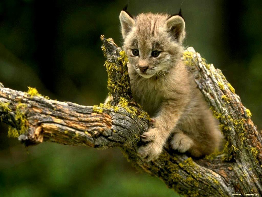 chatton fond ecran chatton