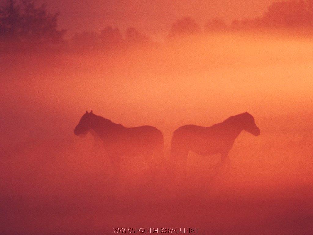 chevaux fond ecran chevaux