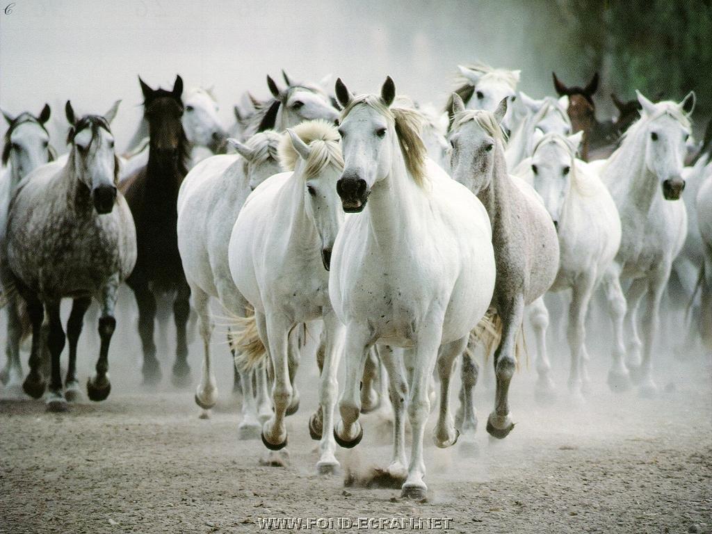 chevaux blancs fond ecran chevaux blancs