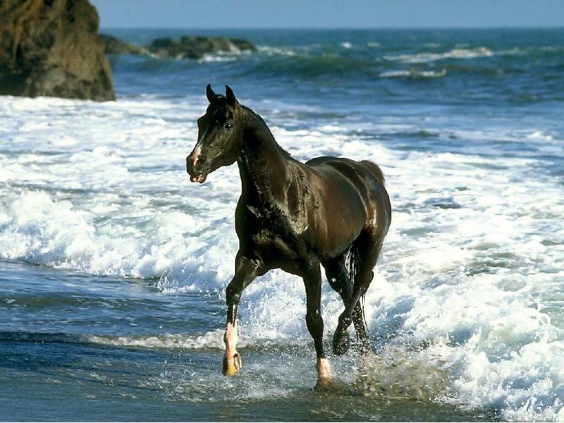 cheval fond ecran cheval