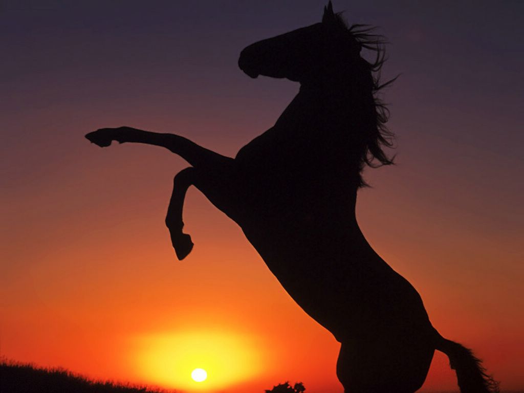 cheval fond ecran cheval