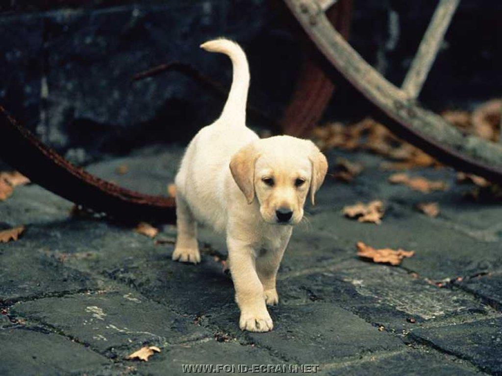 chiot labrador fond ecran chiot labrador