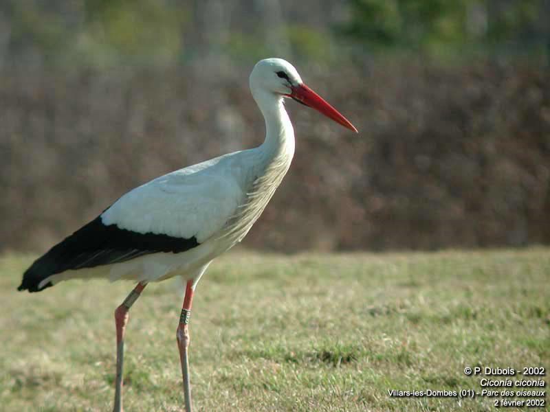 cigogne fond ecran cigogne