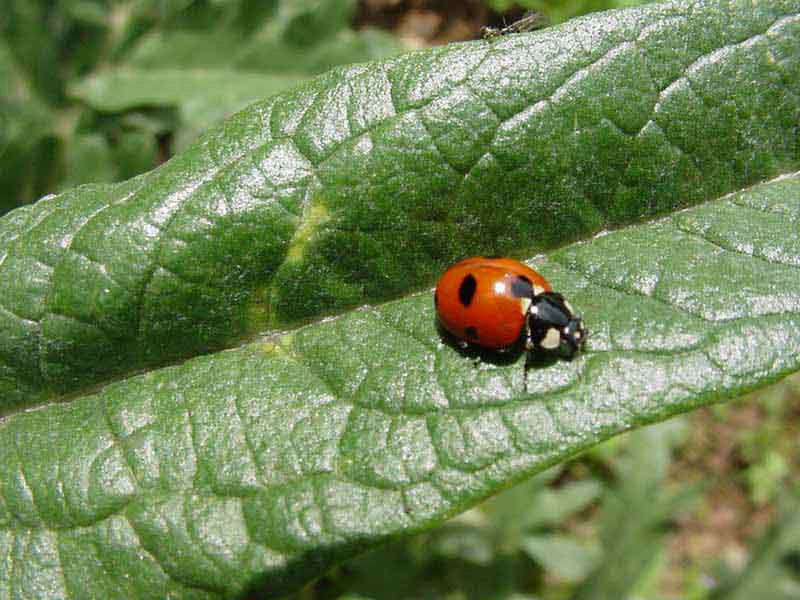 coccinelle fond ecran coccinelle