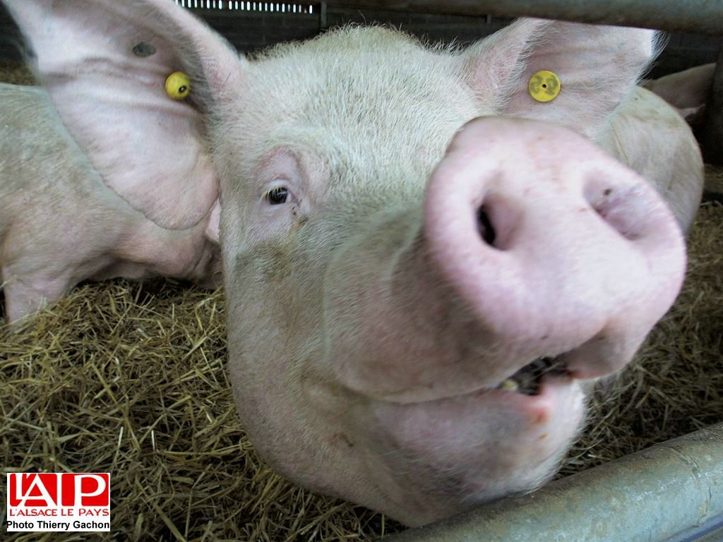 cochon fond ecran cochon