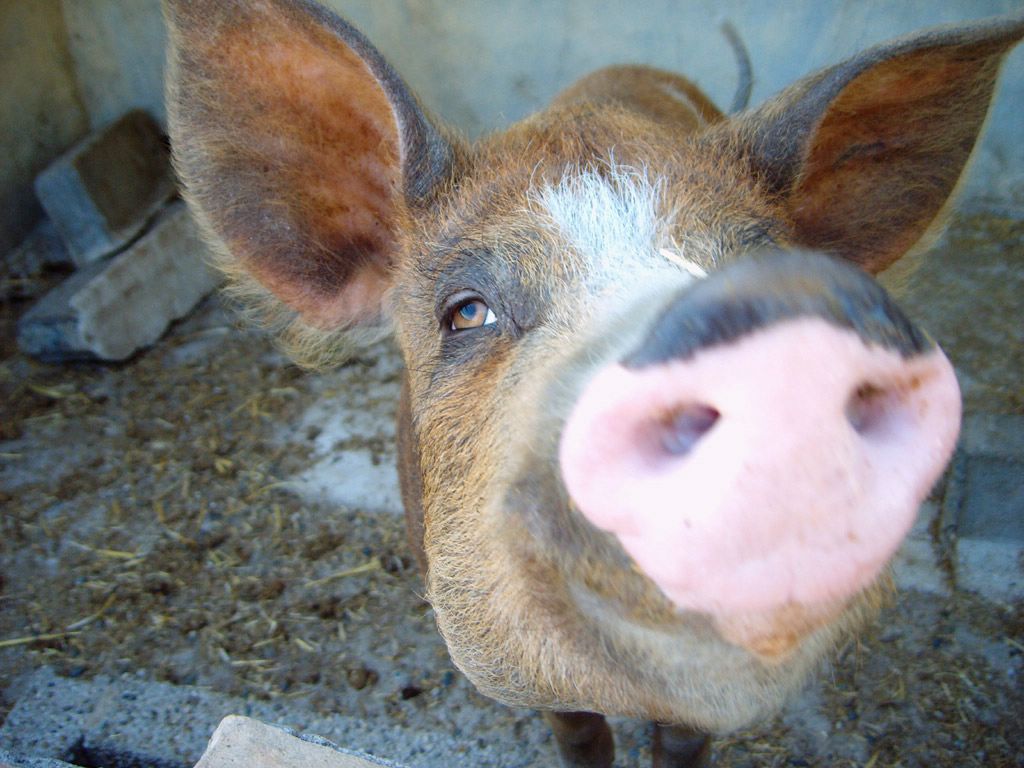 cochon fond ecran cochon