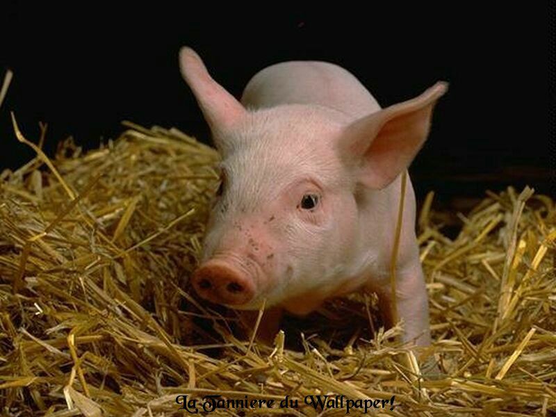 cochon fond ecran cochon