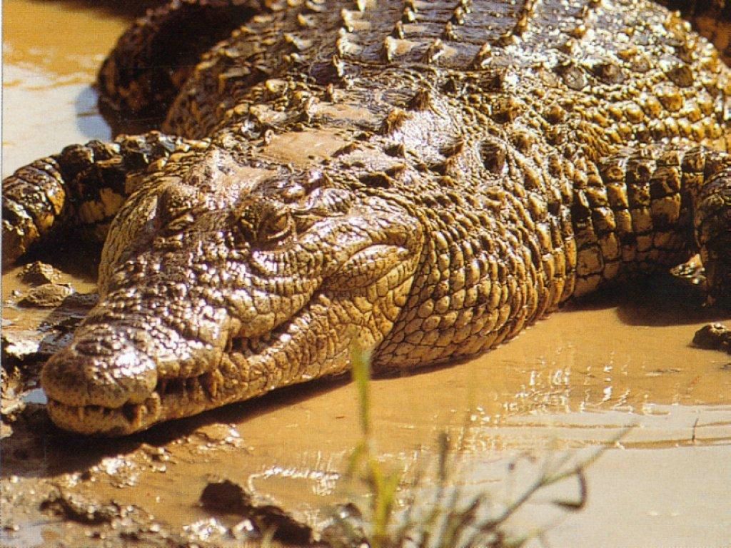 crocodile fond ecran crocodile