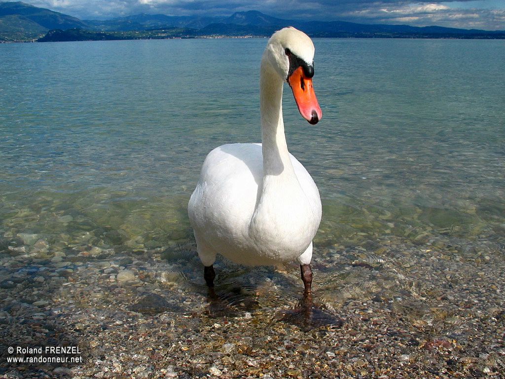 cygne fond ecran cygne