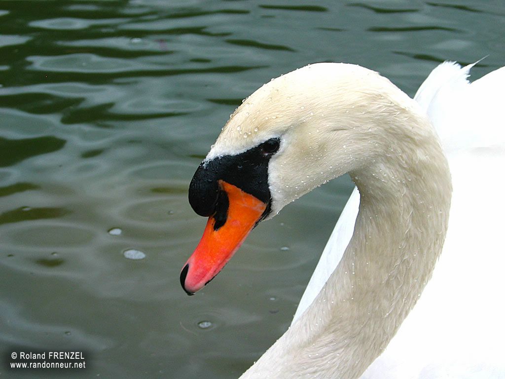 cygne fond ecran cygne