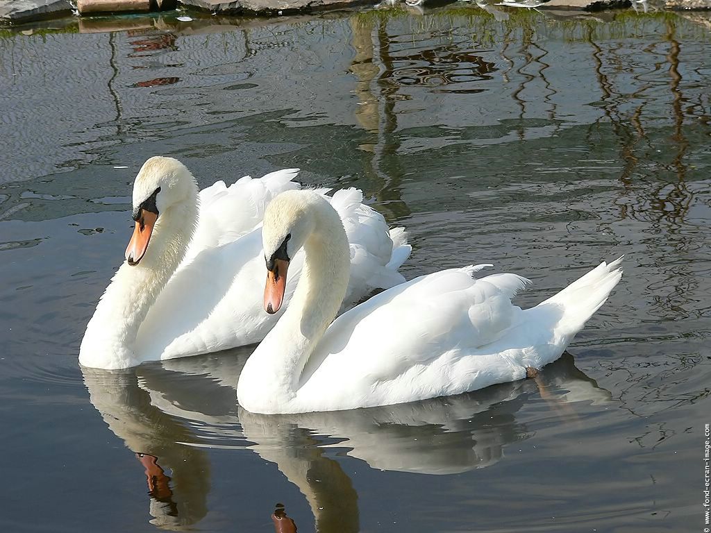 Couple de cygnes fond ecran Couple de cygnes