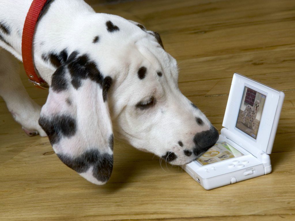 Dalmatien fond ecran Dalmatien