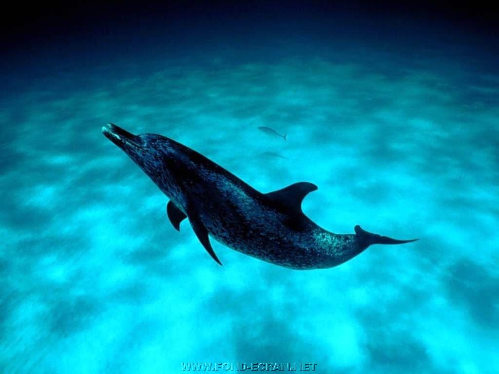 dauphin fond ecran dauphin