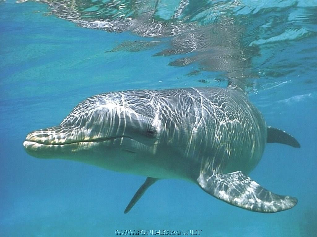 dauphin fond ecran dauphin