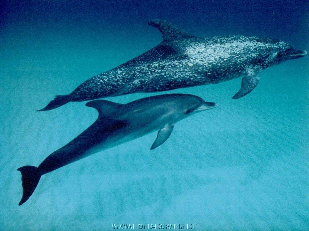 dauphins fond ecran dauphins