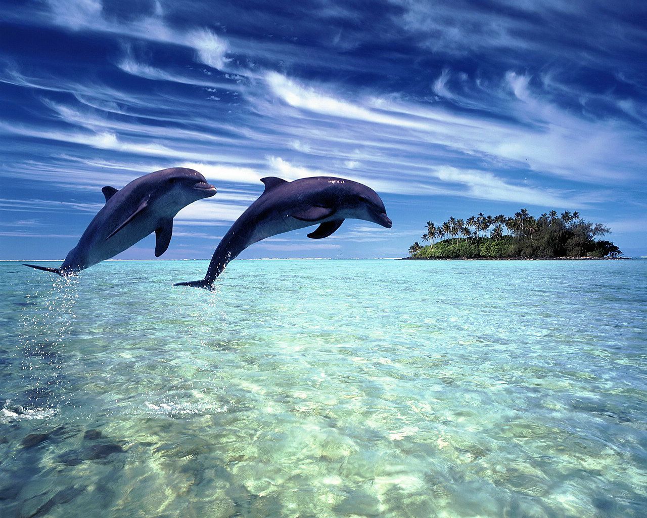 fond ecran dauphins