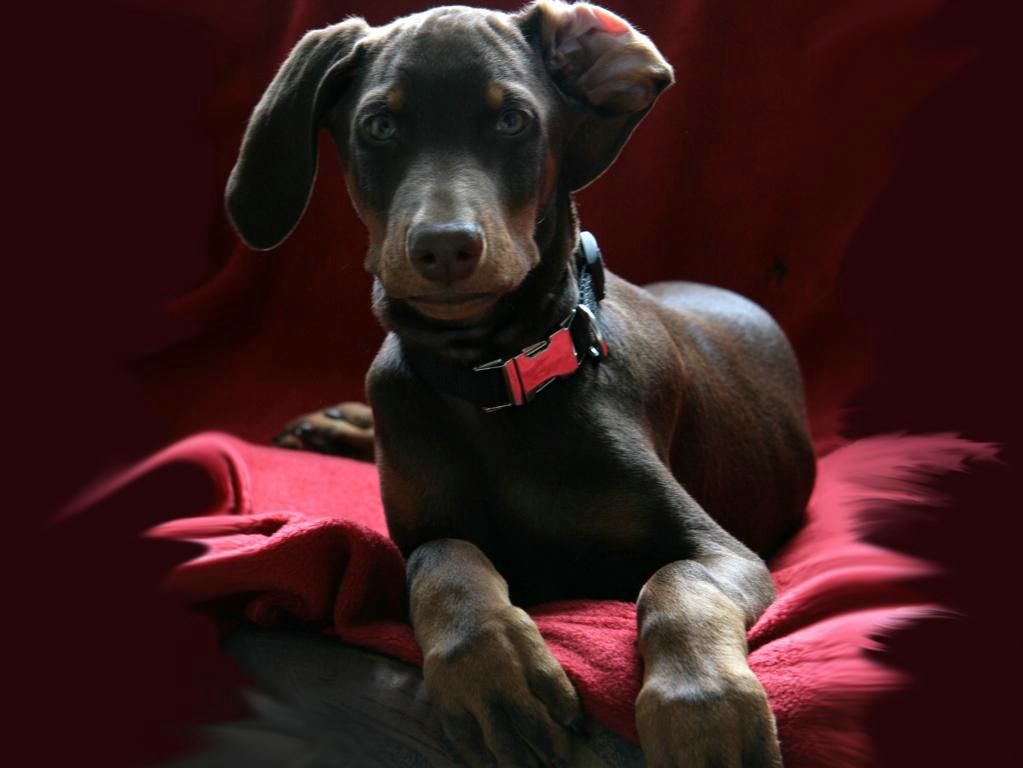Doberman fond ecran Doberman
