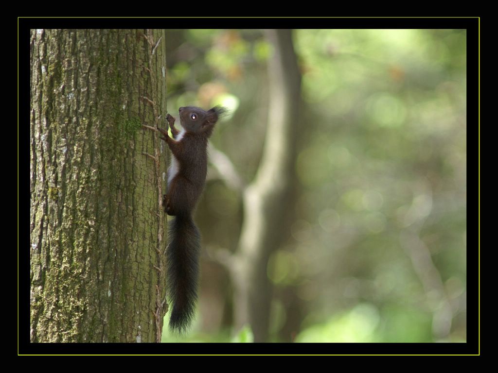 ecureuil fond ecran ecureuil