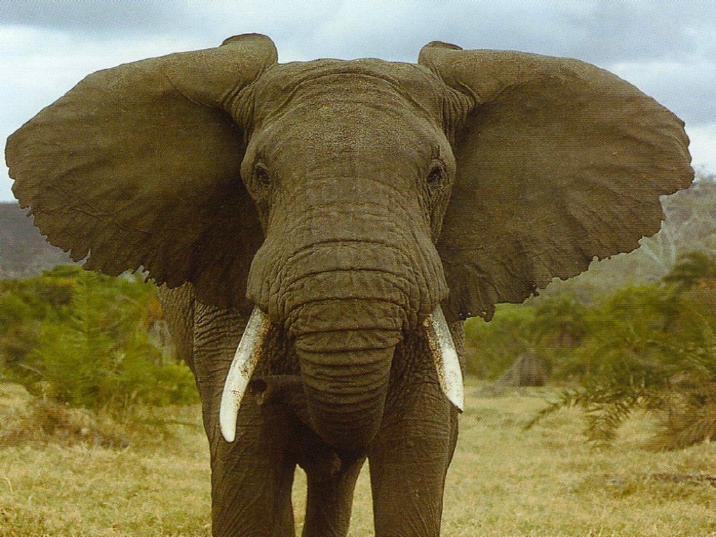 elephant fond ecran elephant