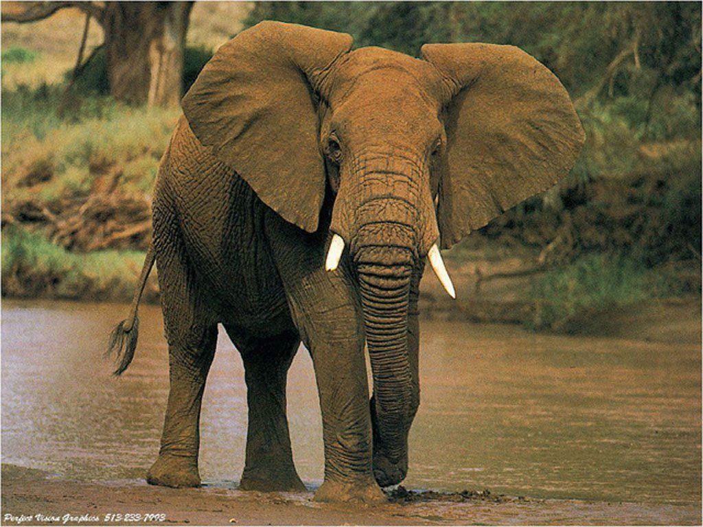 elephant fond ecran elephant