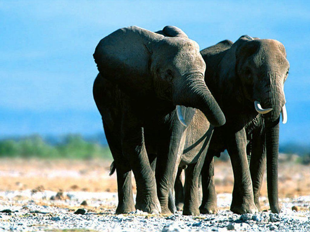 elephants fond ecran elephants