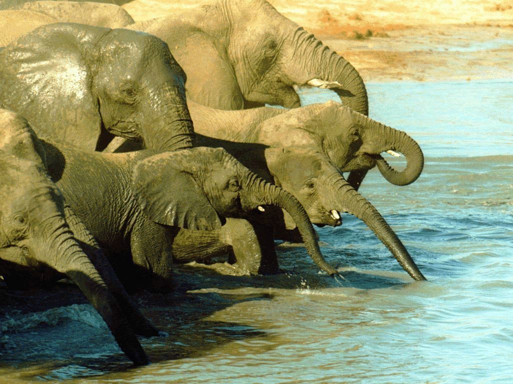 elephants fond ecran elephants