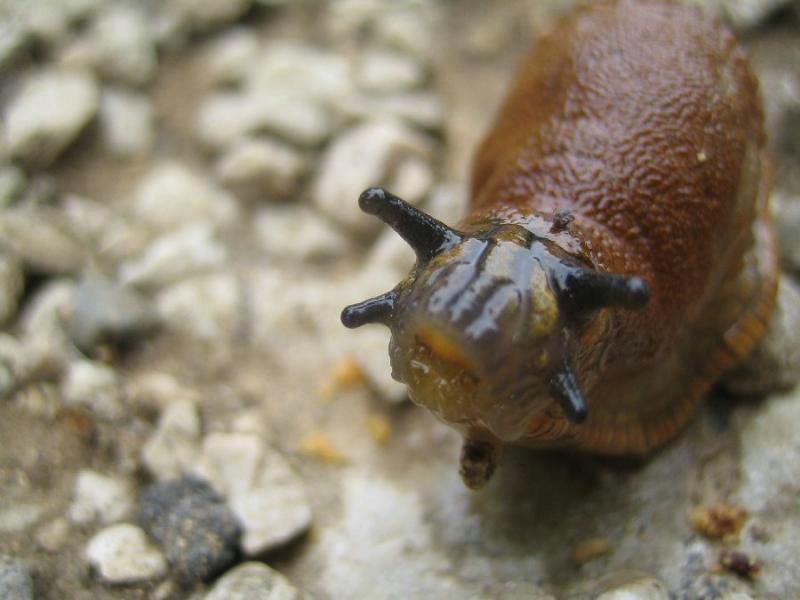 escargot fond ecran escargot