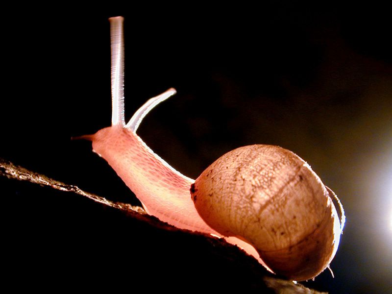 escargot fond ecran escargot