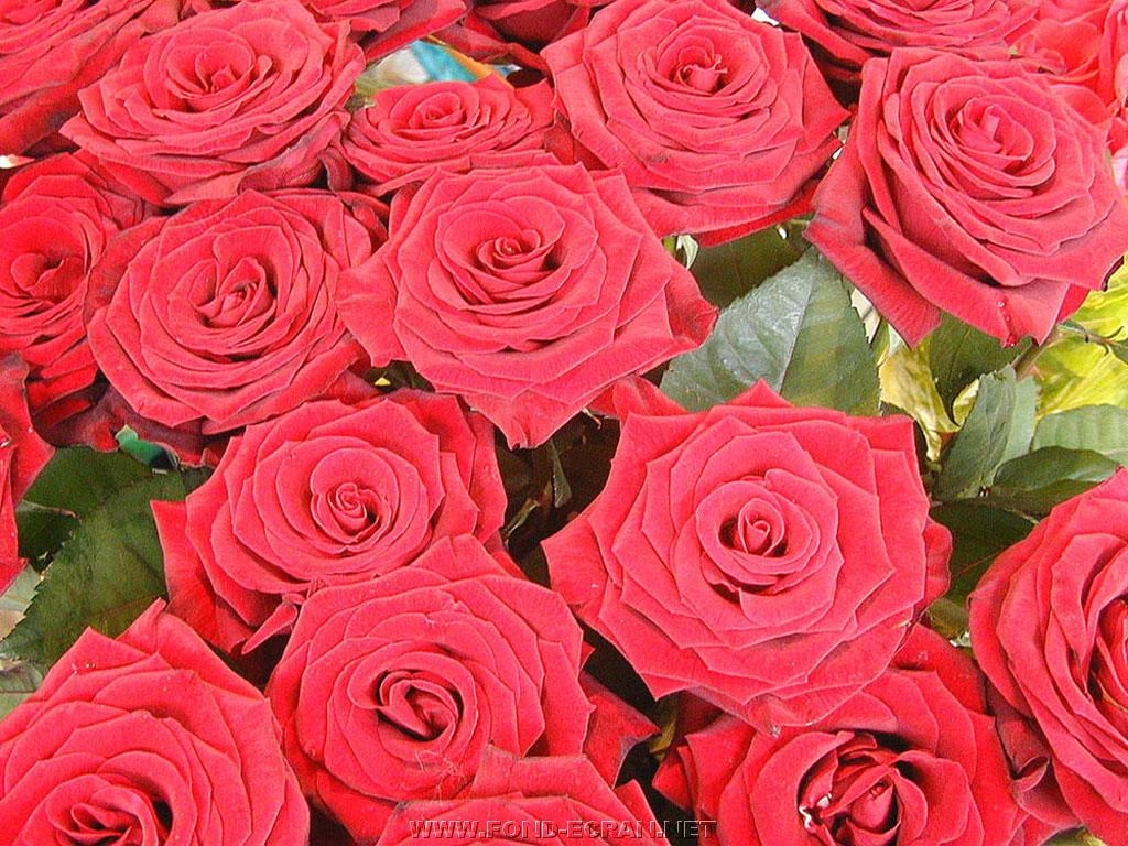 roses fond ecran roses