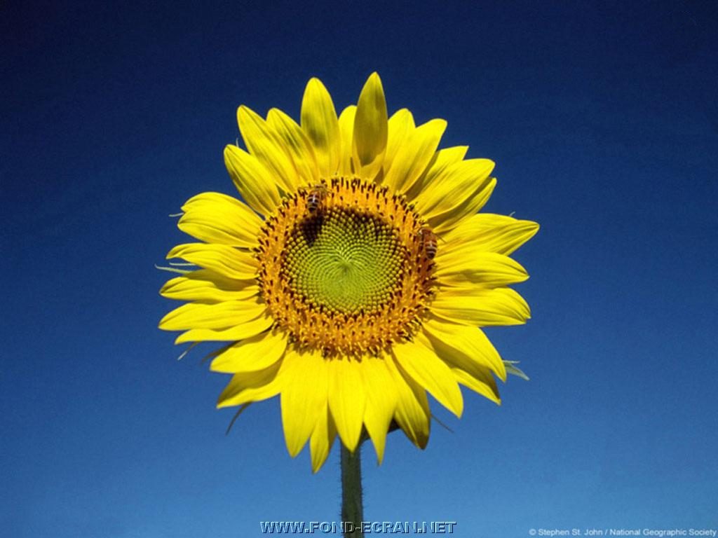 tournesol fond ecran tournesol