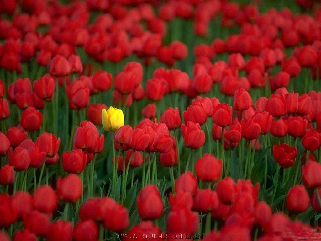 tulipes fond ecran tulipes