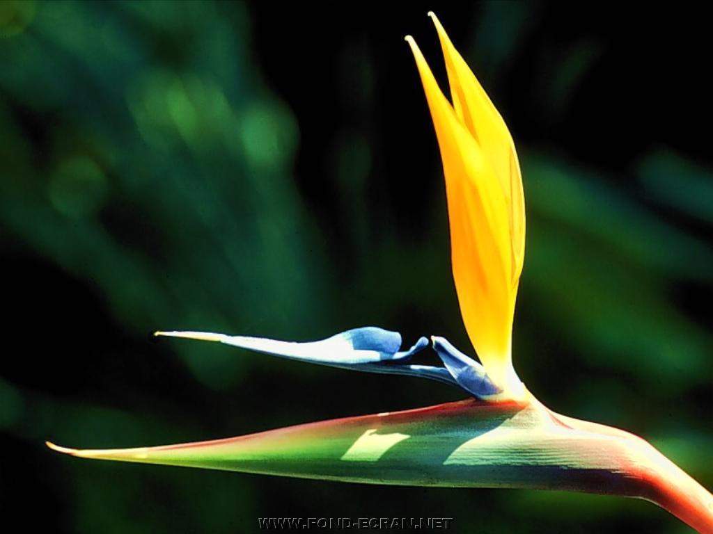 fleur fond ecran fleur
