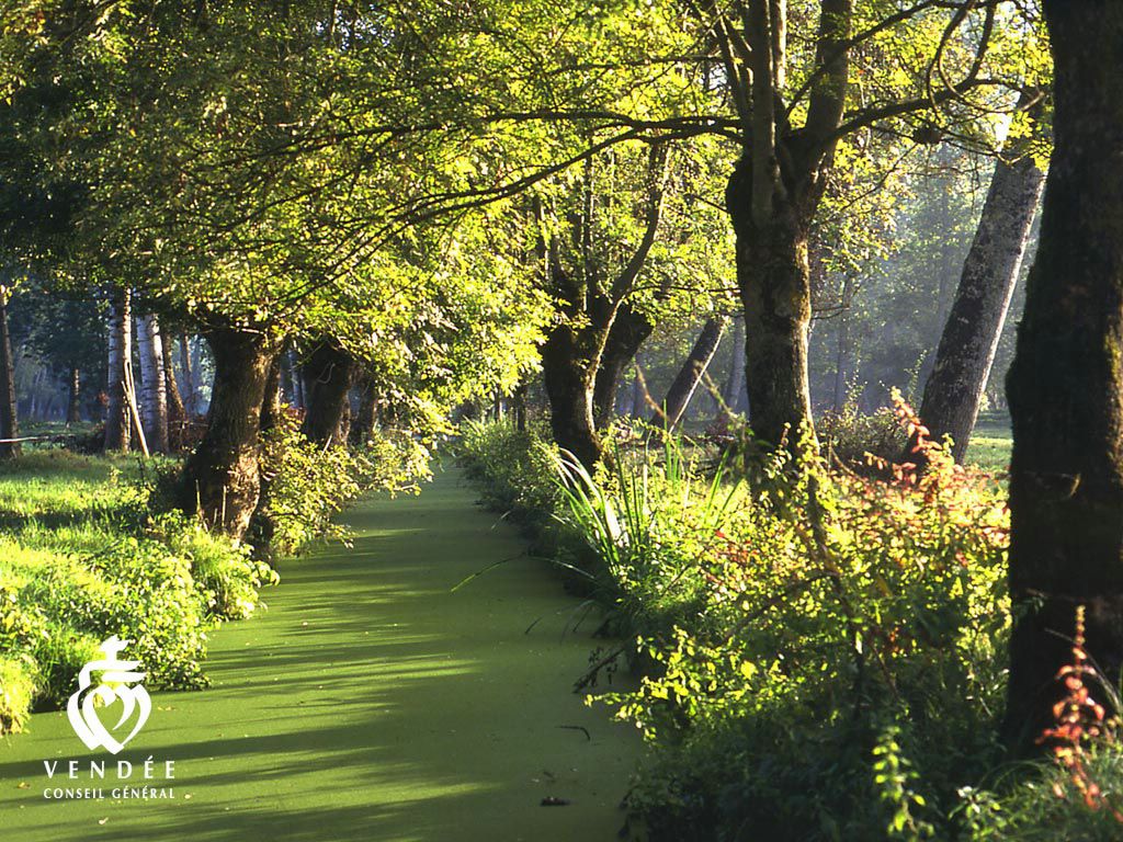 Forêt en Vendée fond ecran Forêt en Vendée